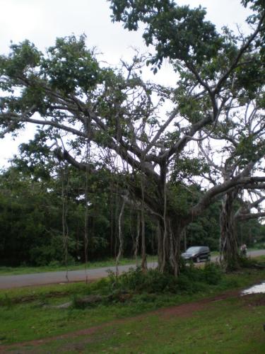 Old Banyan Tree in front of Tharavad House