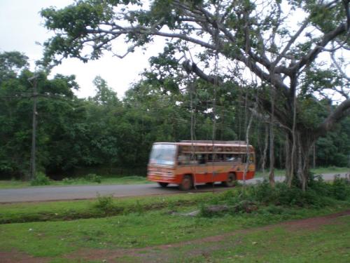 Old Banyan Tree in front of Tharavad House